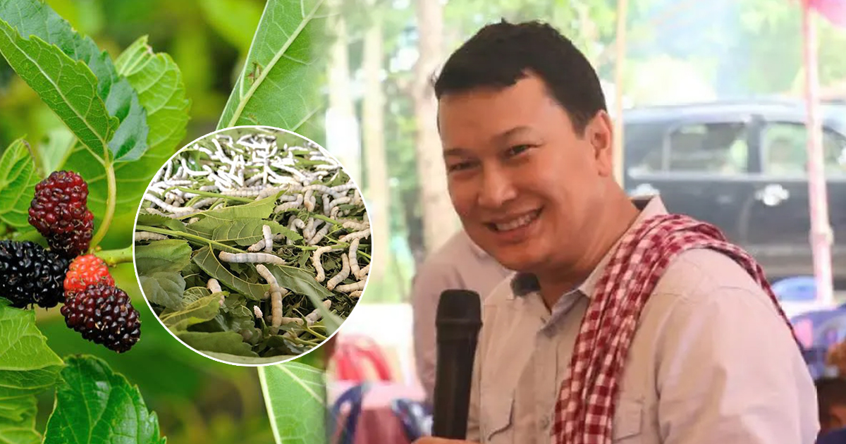 រដ្ឋមន្ត្រីក្រសួងកសិកម្ម បន្តគាំទ្រ និងជំរុញឱ្យកសិករបង្កើនការដាំដុះដើមមន សម្រាប់ការចិញ្ចឹមដង្កូវនាងយកសូត្រនាំចេញទៅក្រៅប្រទេស