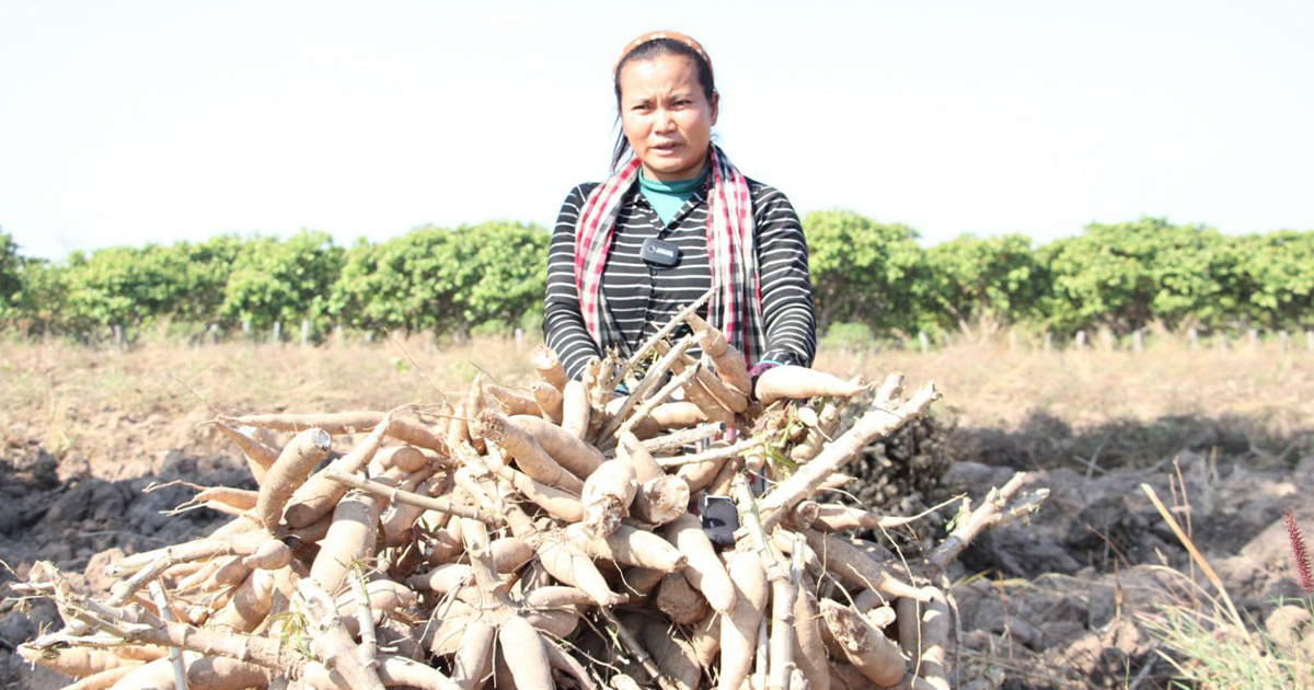 កសិករសហគមន៍កសិកម្មភ្នំពេជ្របុរី អាចរកចំណូលបាន ប្រមាណ ១ម៉ឺនដុល្លារ ក្នុងមួយឆ្នាំពីការដំាដំឡូងមី និងប្រើប្រាស់គោយន្តកន្ត្រៃ