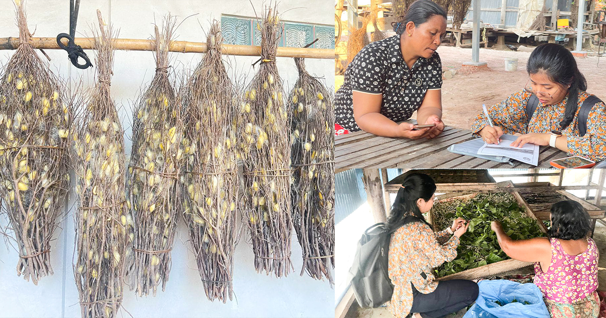 អគ្គនាយកដា្ឋកសិកម្មចុះជ្រើសរើស និងកំណត់ទីតាំងកសិករដាំដុះដំណាំមន និងចិញ្ចឹមដង្កូវនាង សម្រាប់ជាទិន្នន័យវិភាគសេដ្ឋកិច្ច នៅខេត្តបន្ទាយមានជ័យ