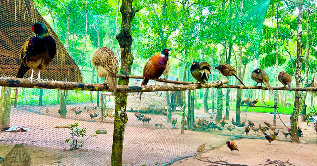 អាជ្ញាធរជាតិអប្សរា ពង្រីកសួនរុក្ខជាតិអង្គរ ពីទំហំ១៥ហិកតា ទៅ១៥០ហិកតា ដើម្បីបម្រើឱ្យវិស័យទេសចរណ៍លក្ខណៈធម្មជាតិកាន់តែសម្បូរបែប