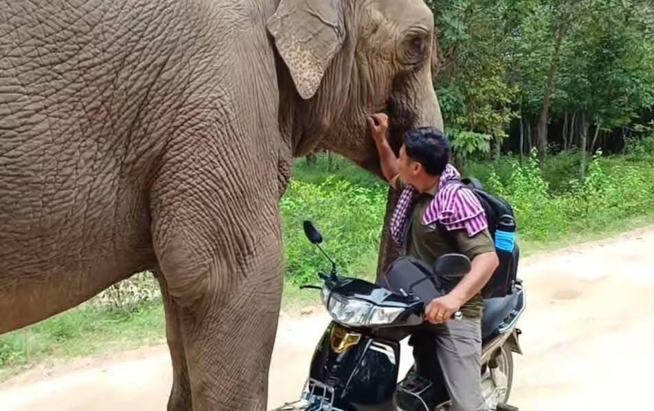 អង្គការសម្ព័ន្ធមិត្តសត្វព្រៃសូមបញ្ជាក់ថា លោក ទ្រី ស៊ីថេង បានដាក់លិខិតលាលែងពីការងារដោយស្ម័គ្រចិត្តខ្លួនឯង