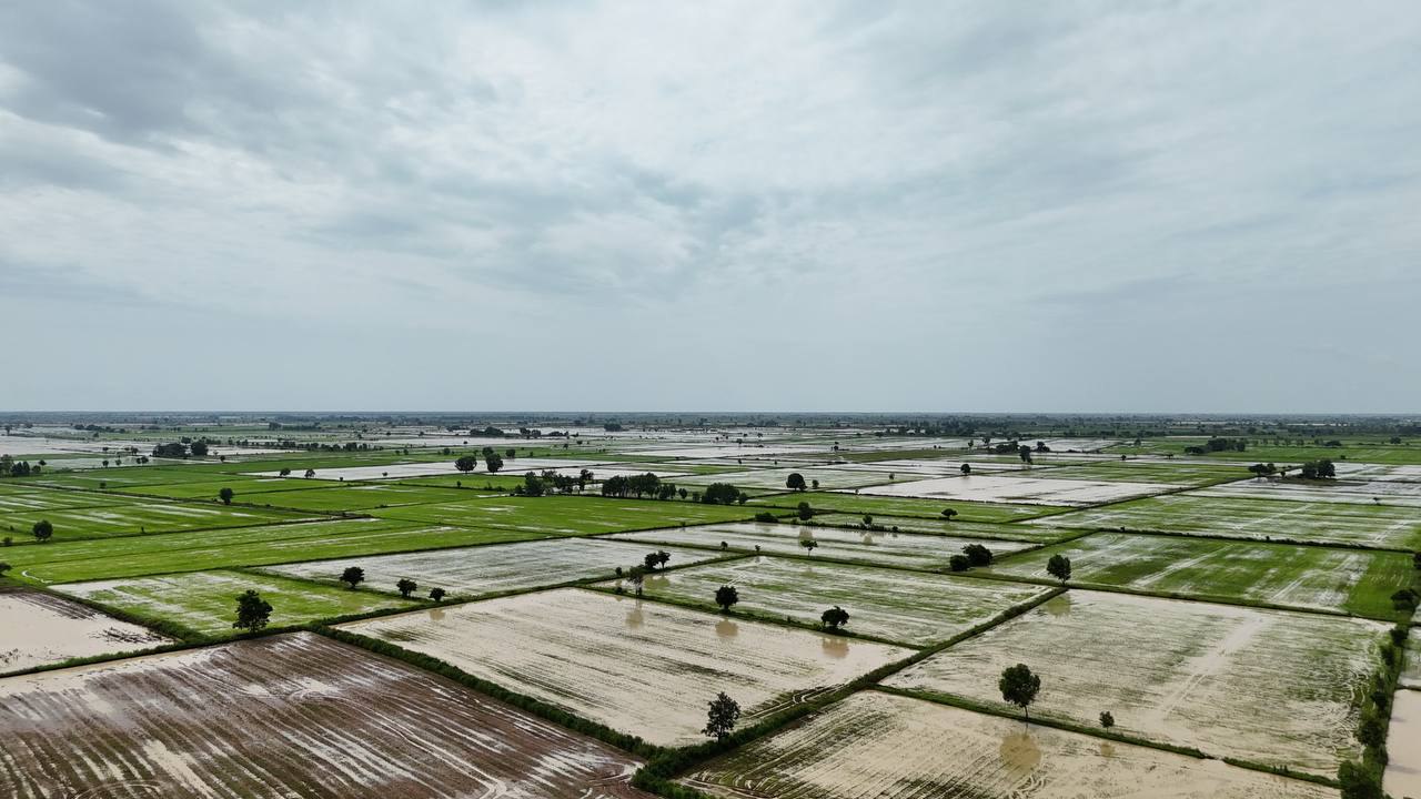 ជំនន់ទឹកភ្លៀងវាយប្រហារខេត្តបន្ទាយមានជ័យ៖ ក្រុមការងារជាន់ខ្ពស់ចុះវាយតម្លៃផលប៉ះពាល់ស្រូវជិត ១.១០០ ហិកតា