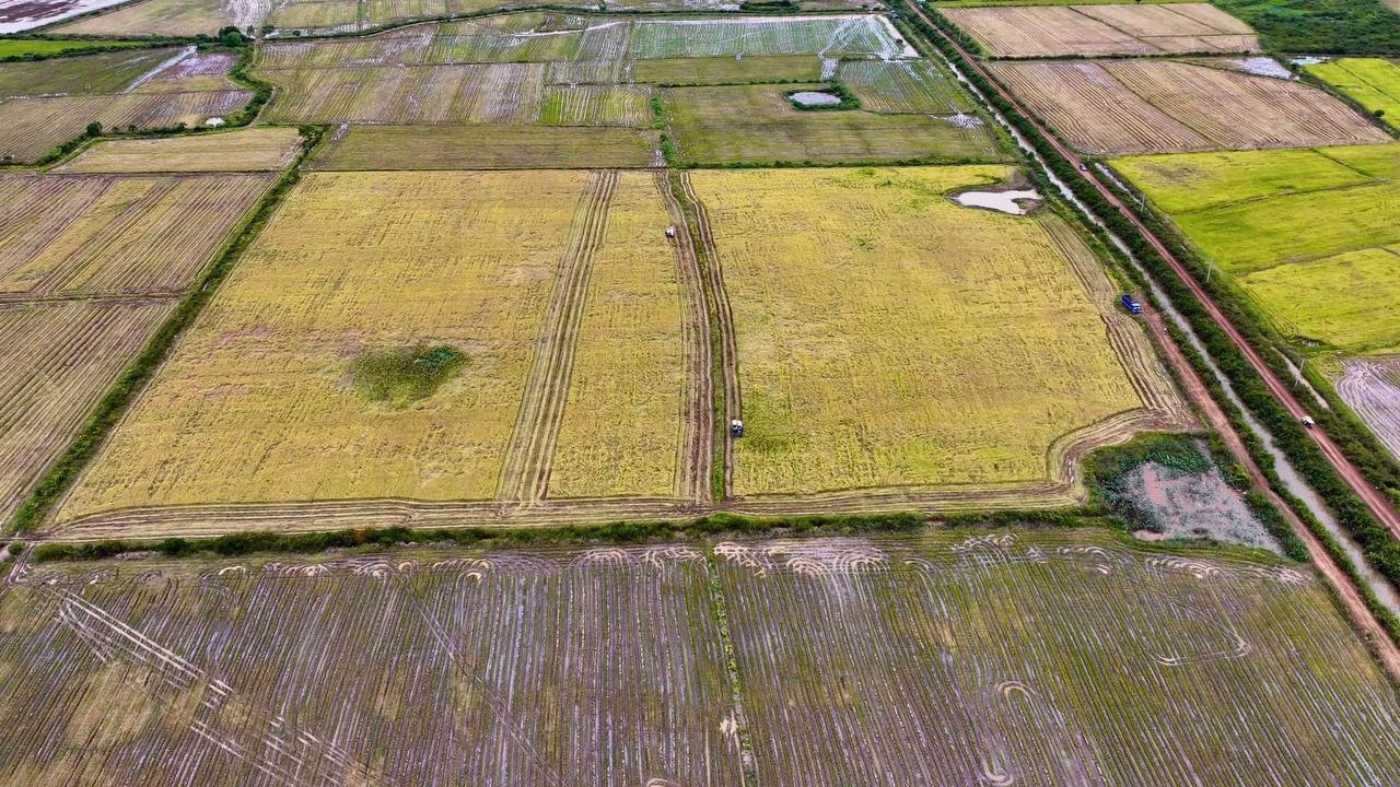 កសិករដាំស្រូវសែនក្រអូបនៅស្រុកបារាយណ៍ទទួលបានប្រាក់ចំណេញច្រើន