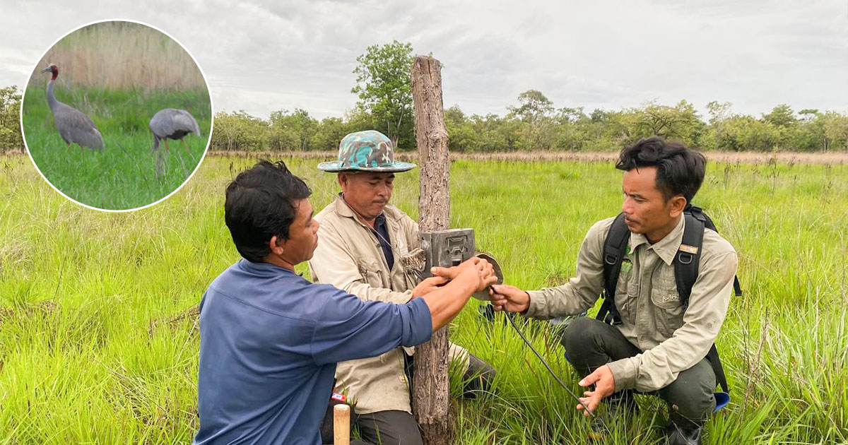 មន្ត្រីនៃ អង្គការជីវិតធម្មជាតិនៅកម្ពុជា ចុះតាមដាន និងការពារសត្វក្រៀលនារដូវស្សានៅដែនជម្រកសត្វព្រៃលំផាត់