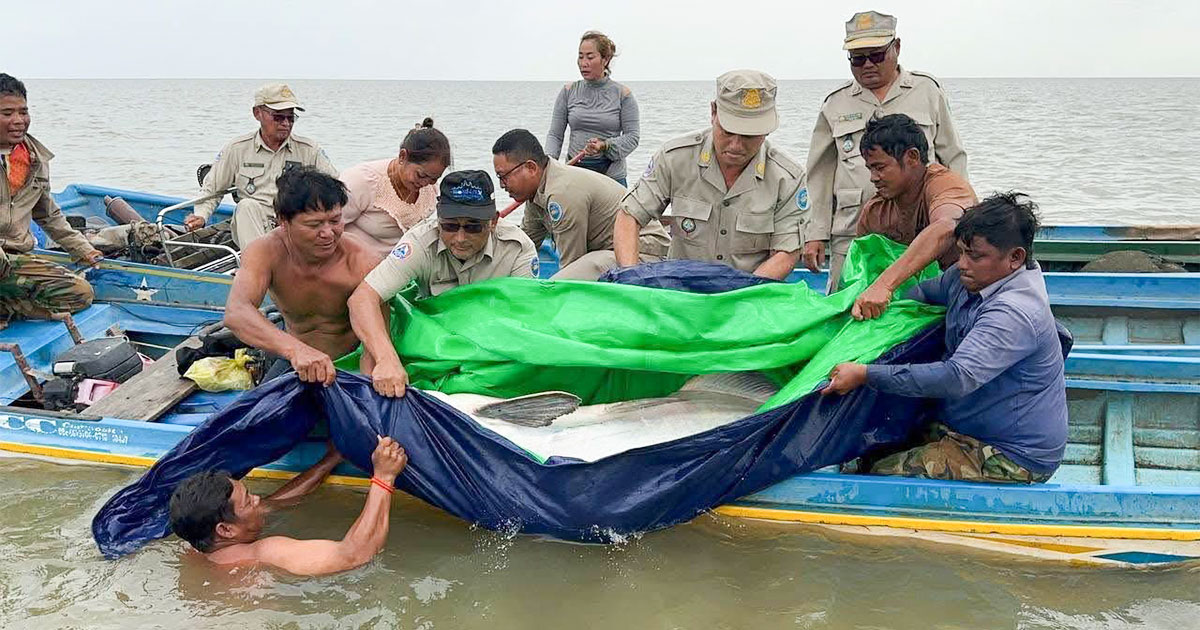 ត្រីរាជ មួយក្បាលទម្ងន់ជិត ១០០គីឡូក្រាម​ ត្រូវបានលែងវិញ