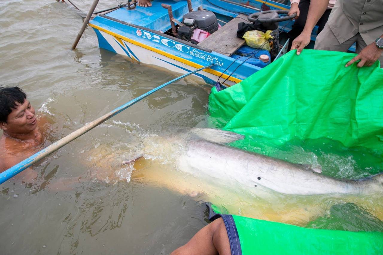 ត្រីរាជ មួយក្បាលទម្ងន់ជិត ១០០គីឡូក្រាម ប្ត្រូវបានលែងវិញ