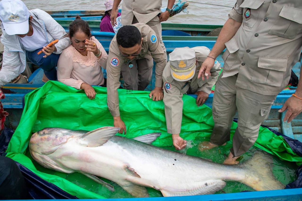 ត្រីរាជ មួយក្បាលទម្ងន់ជិត ១០០គីឡូក្រាម ប្ត្រូវបានលែងវិញ