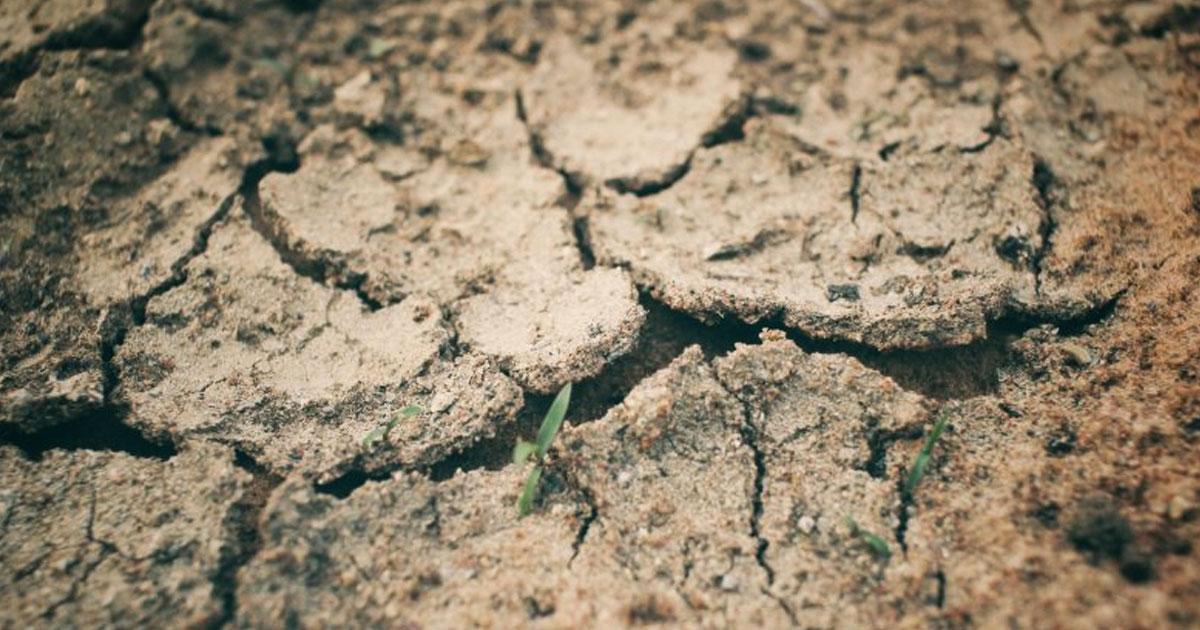 កសិករអង់គ្លេសខាតបង់ជាង ៨០០ លានផោន ដោយសារកើនឡើងកម្ដៅ និងគ្រោះរាំងស្ងួតធ្ងន់ធ្ងរ