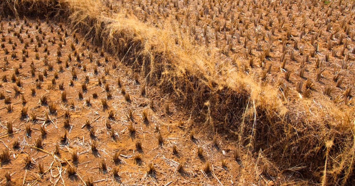 កសិករអង់គ្លេសខាតបង់ជាង ៨០០ លានផោន ដោយសារកើនឡើងកម្ដៅ និងគ្រោះរាំងស្ងួតធ្ងន់ធ្ងរ