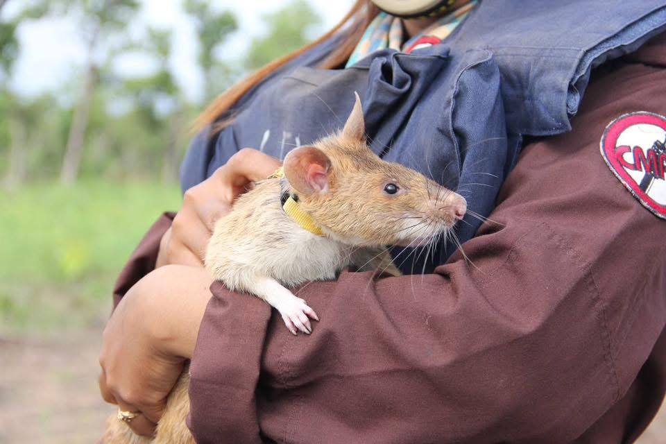 CMACនិងAPOPOចុះកិច្ចព្រមព្រៀងអនុវត្តគម្រោងសមាហរណកម្មកណ្តុរហិតមីននិងសុនខស្រាវជ្រាវបច្ចេកទេស