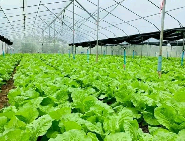 សហគមន៍កសិកម្មទំនើបនៅស្រុកស្អាងបំពាក់ផ្ទះសំណាញ់ថ្មីដើម្បីធានាការផ្គត់ផ្គង់បន្លែសុវត្ថិភាពជាប្រចាំក្នុងរង្វង់២តោនក្នុង១ថ្ងៃ