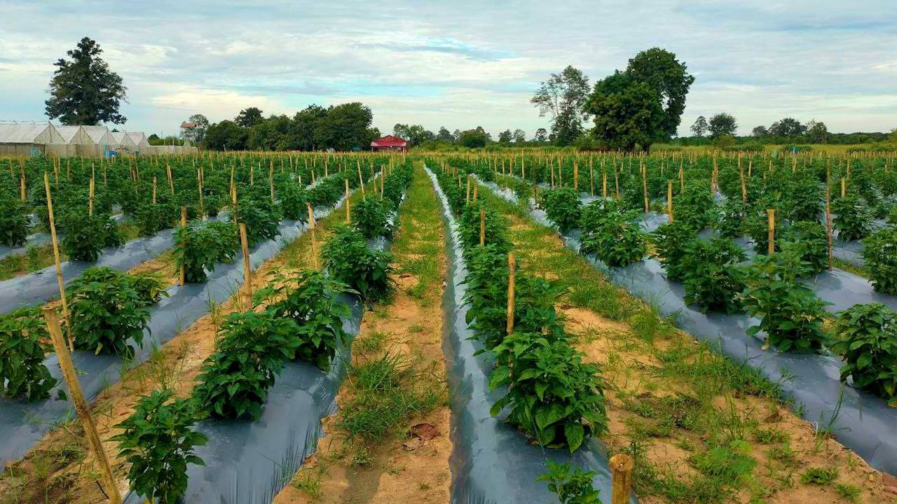 ដំណាំម្ទេសកំពុងមានតម្រូវការច្រើនលើទីផ្សារ