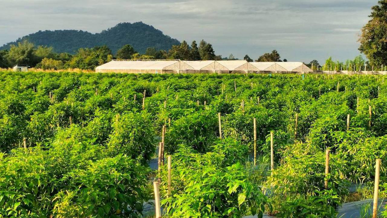 ដំណាំម្ទេសកំពុងមានតម្រូវការច្រើនលើទីផ្សារ