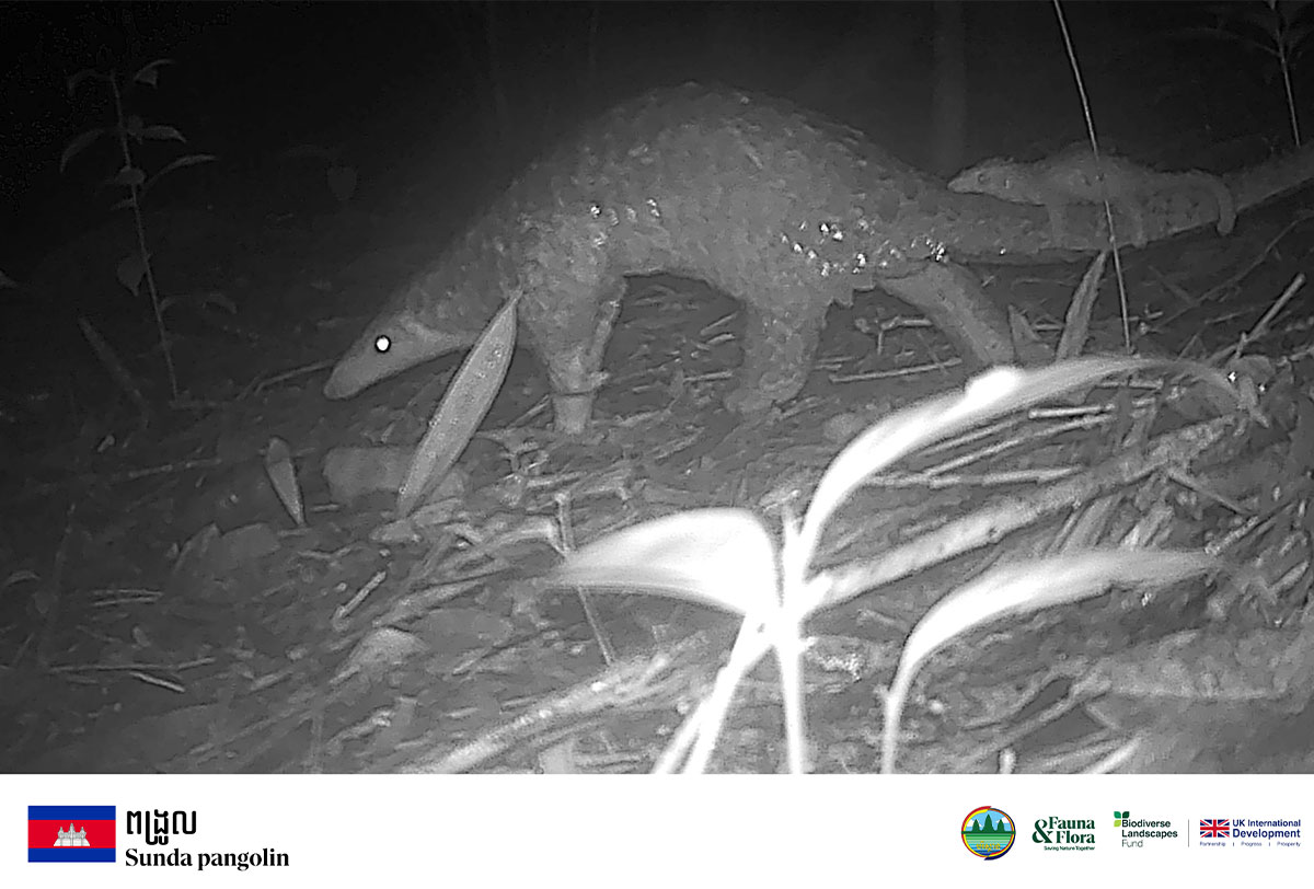 រកឃើញបសត្វសំខាន់ៗ ៤២ប្រភេទនៅក្នុងឧទ្យានជាតិវីរជ័យ