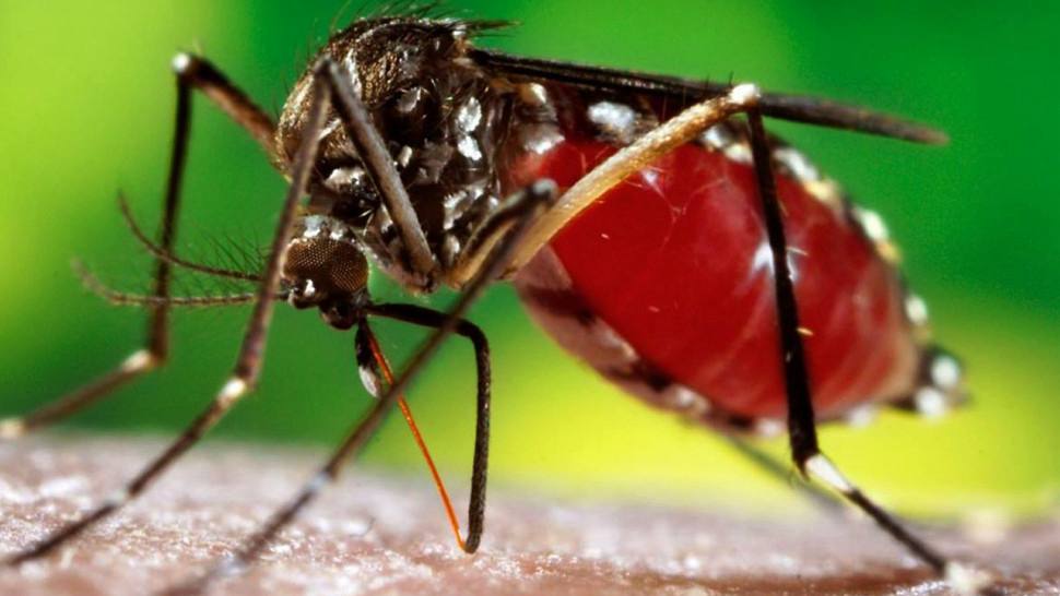 រដ្ឋបាលរាជធានីភ្នំពេញ អំពាវនាវឱ្យប្រជាពលរដ្ឋចូលរួមលុបបំបាត់ ជម្រកមូសខ្លា ជុំវិញលំនៅដ្ឋាន ដើម្បីទប់ស្កាត់ការចម្លងជំងឺគ្រុនឈាម