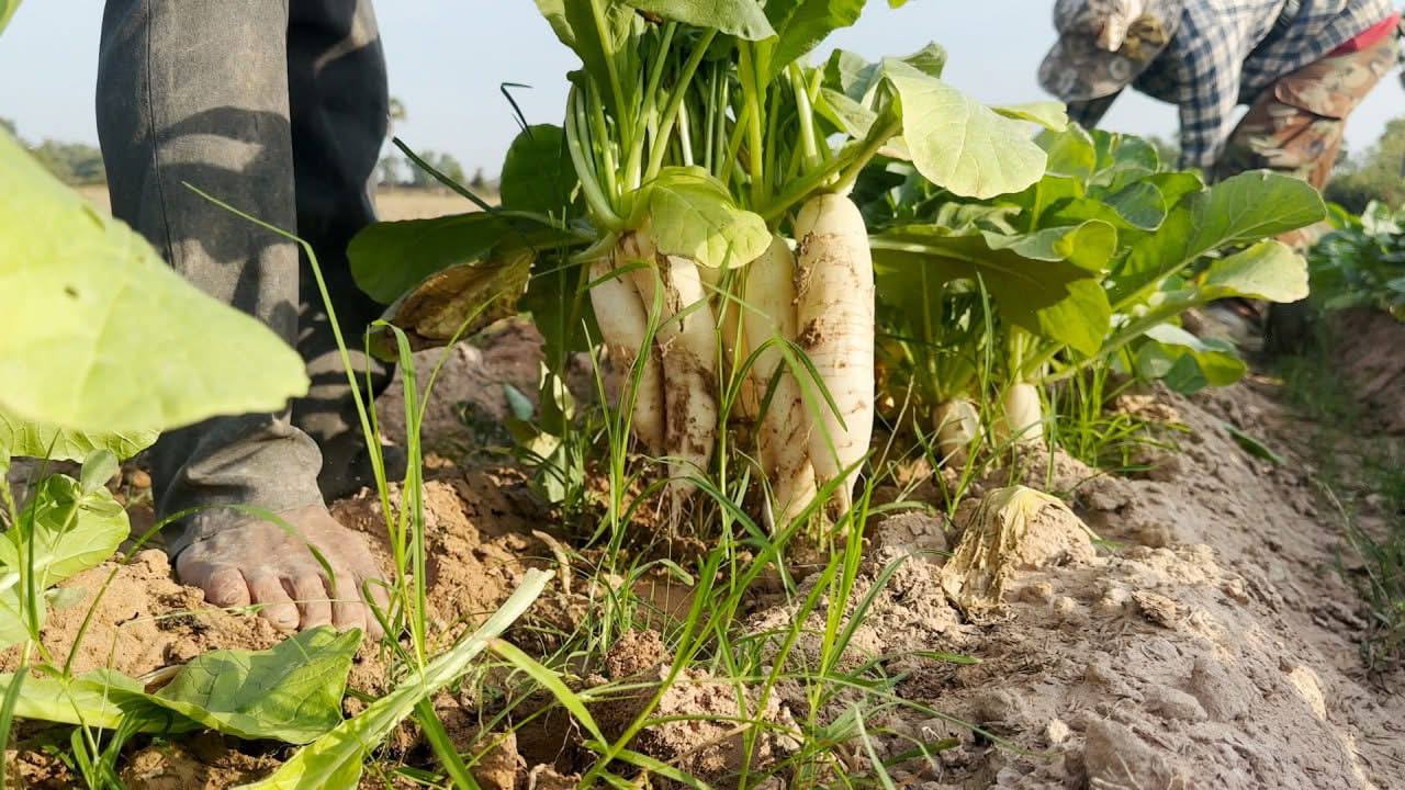 កសិករស្រុកប្រាសាទបាគងសម្រុកប្រមូលផលឆៃថាវ ខណៈឈ្មួញចុះទិញដល់ចម្ការ ទោះតម្លៃមានការប្រែប្រួល