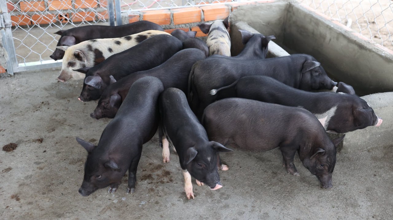 អគ្គនាយកធនាគារ ARDBជំរុញឱ្យកសិករនៅពោធិ៍សាត់ ចិញ្ចឹមជ្រូកកណ្តុរ ដើម្បីបង្កើនចំណូលគ្រួសារ