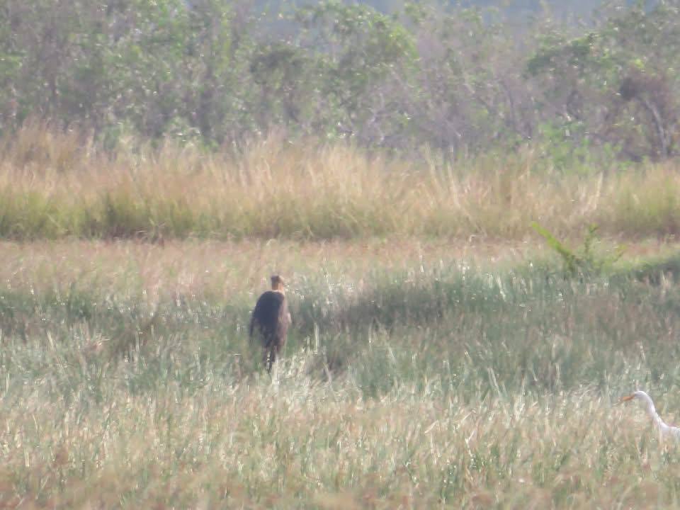 ប្រទះឃើញជាថ្មីនូវសត្វត្រដក់តូចមួយក្បាល ជាសត្វរងគ្រោះនៅតំបន់ការពារទេសភាពអន្លង់ព្រីងខេត្តកំពត