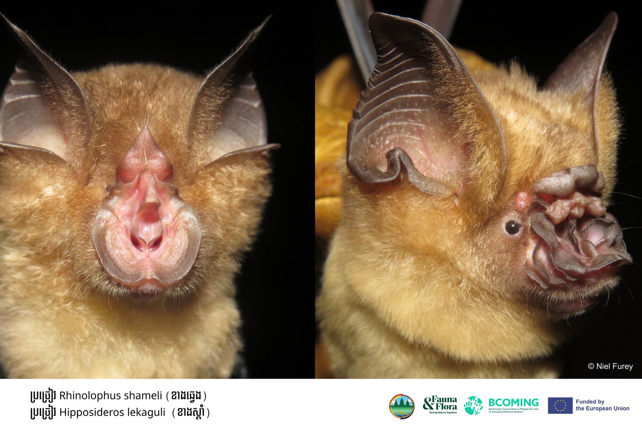 កញ្ញា ធី សុធារ៉ែន មន្ត្រីសម្របសម្រួលផ្នែកជីវ:ចម្រុះគម្រោងតំបន់ទេសភាពភ្នំថ្មកំបោរ បានរៀបរាប់ថា៖ តំបន់ទេសភាពភ្នំថ្មកំបោរនៅក្នុងប្រទេសកម្ពុជាគឺជាកំណប់ដ៏អាថ៌កំបាំងនៃវិទ្យាសាស្ត្រដែលកំពុងរង់ចាំការស្រាវជ្រាវ។ ក្រៅពីនៅអាចមានវត្តមានប្រភេទល្មូន និងខ្យងដែលយើងមិនទាន់រកឃើញ ឬក៏រូងភ្នំដែលលាក់បាំងខ្លួន ក៏អាចនៅមានអ្វីៗជាច្រើនណាស់ដែលយើងមិនដឹងអំពីប្រព័ន្ធអេកូឡូស៊ីដ៏ពិសេសនេះ និងប្រភេទជីវៈចម្រុះដែលរស់នៅក្នុងតំបន់នោះ។ បើគ្មានការគ្រប់គ្រងប្រកបដោយចីរភាពទេ យើងប្រហែលជាបាត់បង់ឱកាសរកឃើញនូវអ្វីៗដ៏ពិសេសដែលមាននៅតំបន់ទាំងនេះ។ តំបន់ទេសភាពភ្នំថ្មកំបោរ កំពុងប្រឈមមុខនឹងបញ្ហាប្រឈមដែលកើតចេញពីកត្តាមនុស្ស ហើយប្រភេទជីវៈចម្រុះសំខាន់ៗក៏អាចផុតពូជមុនពេលវាត្រូវបានគេរកឃើញ និងកត់ត្រា។
 យើងបាននិងកំពុងធ្វើការជាមួយរាជរដ្ឋាភិបាលកម្ពុជា និងដៃគូក្នុងស្រុក ដើម្បីពង្រឹងការការពារតំបន់ទេសភាពទាំងនេះ ដោយអាទិភាពទីមួយគឺផ្តោតលើការគ្រប់គ្រង និងការប្រើប្រាស់ប្រកបដោយចីរភាព។
អង្គការសត្វព្រៃ និងរុក្ខជាតិ បាននិងកំពុងធ្វើការជាមួយដៃគូក្នុងស្រុកដើម្បីអភិរក្សតំបន់ទេសភាពភ្នំថ្មកំបោរនៅក្នុងប្រទេសកម្ពុជា។ ថ្មីៗនេះ យើងក៏បានចេញផ្សាយនូវគោលការណ៍ណែនាំសម្រាប់ការអភិវឌ្ឍ និងការគ្រប់គ្រងល្អាងភ្នំប្រកបដោយចីរភាព។ គោលការណ៍ណែនាំនេះរួមបញ្ចូលទាំងការអនុវត្តល្អៗស្របតាមស្តង់ដាអន្តរជាតិ និងសមស្របជាមួយបរិបទកម្ពុជា ដោយផ្តល់នូវវិធានការជាក់ស្តែងដើម្បីការពារបណ្តុំសត្វប្រចៀវ និងជីវ:ចម្រុះដ៏កម្រនៅក្នុងរូងភ្នំ អប់រំផ្សព្វផ្សាយទាក់ទងនឹងការប្រមូលលាមកប្រចៀវក្នុងល្អាងប្រកបដោយនិរន្តរភាព និងធានាឱ្យបាននូវការអភិវឌ្ឍន៍ទេសចរណ៍ប្រកបដោយទំនួលខុសត្រូវ។
របាយការណ៍សិក្សាស្រាវជ្រាវជីវៈចម្រុះនេះផ្តោតទៅលើក្រុមប្រភេទសត្វសំខាន់ៗមានដូចជា ប្រភេទសត្វប្រចៀវ ឧរង្គសត្វ (ល្មូន) និងថជលិកសត្វ (កង្កែប) ប្រភេទខ្យង សត្វឥតឆ្អឹងកងក្នុងរូង និងរួមបញ្ចូលការសិក្សាដោយម៉ាសុីនថតស្វ័យប្រវត្ត (ផ្តោតលើថនិកសត្វ និងប្រភេទសត្វស្លាបលើគោក)៕