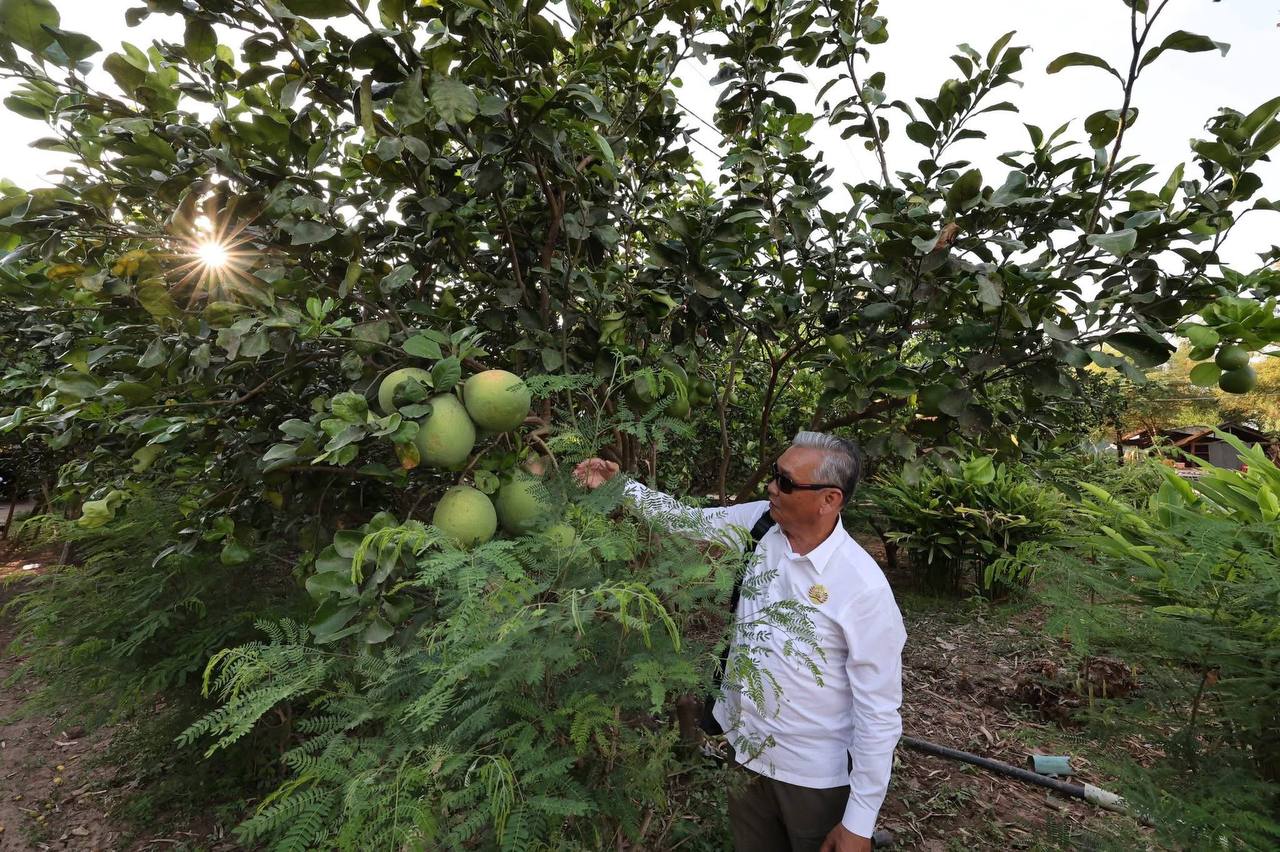 ឯកឧត្តម នេត្រ ភក្ត្រា ជំរុញឲ្យរក្សាពូជ «ក្រូចថ្លុងកោះទ្រង់» ឲ្យបានល្អ ដើម្បីបង្កើនចំណូល និងលើកស្ទួយជីវភាពគ្រួសារ