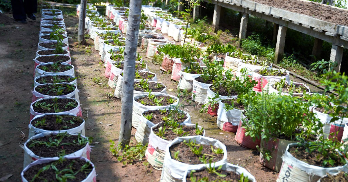 កសិករគំរូសហគមន៍មាន់ស្រែធម្មជាតិសុវត្ថិភាពកៀនសង្កែ កែឆ្នៃការ៉ុងស៊ីម៉ងត៍ដើម្បីដាំបន្លែ ងាយស្រួលដាំ និងជួយដល់បរិស្ថាន