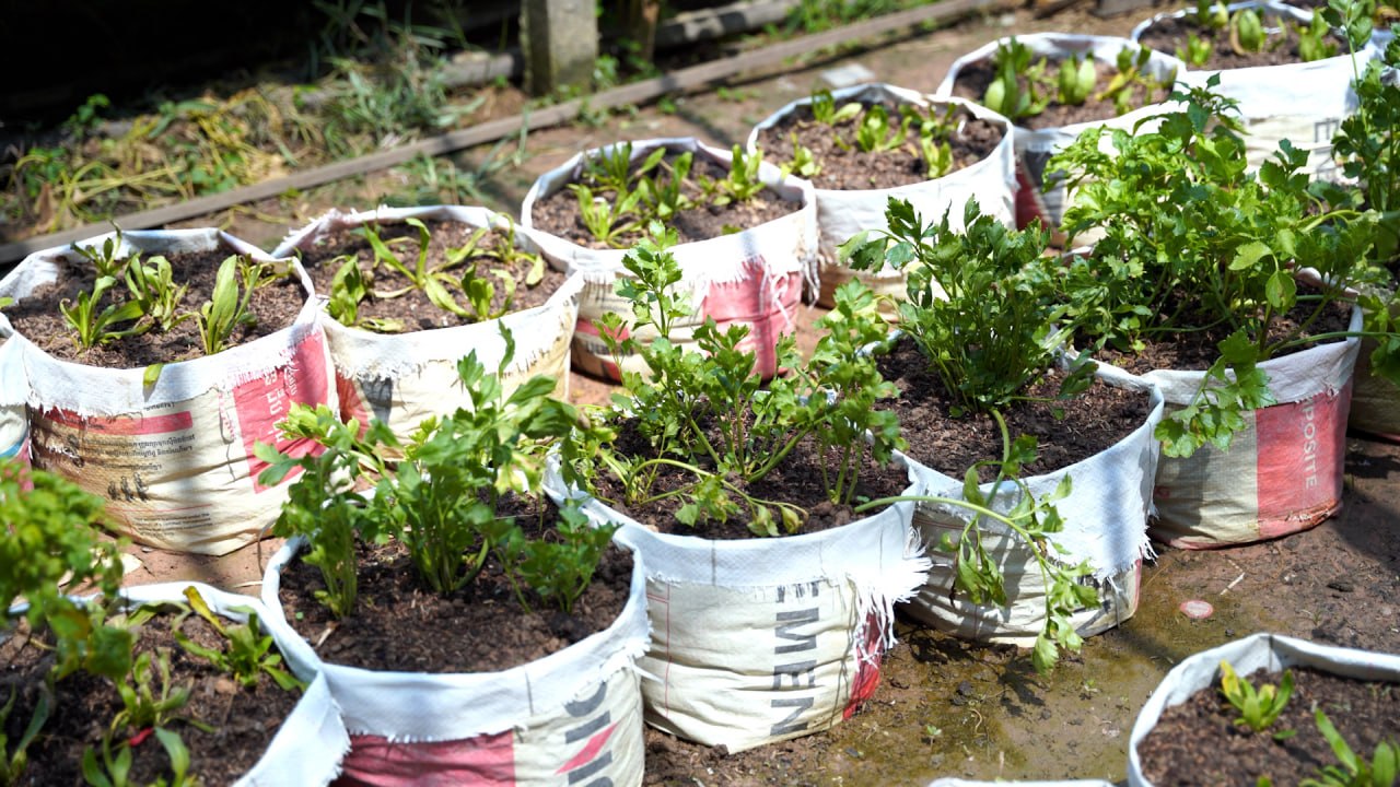 កសិករគំរូសហគមន៍មាន់ស្រែធម្មជាតិសុវត្ថិភាពកៀនសង្កែ កែឆ្នៃការ៉ុងស៊ីម៉ងត៍ដើម្បីដាំបន្លែ ងាយស្រួលដាំ និងជួយដល់បរិស្ថាន