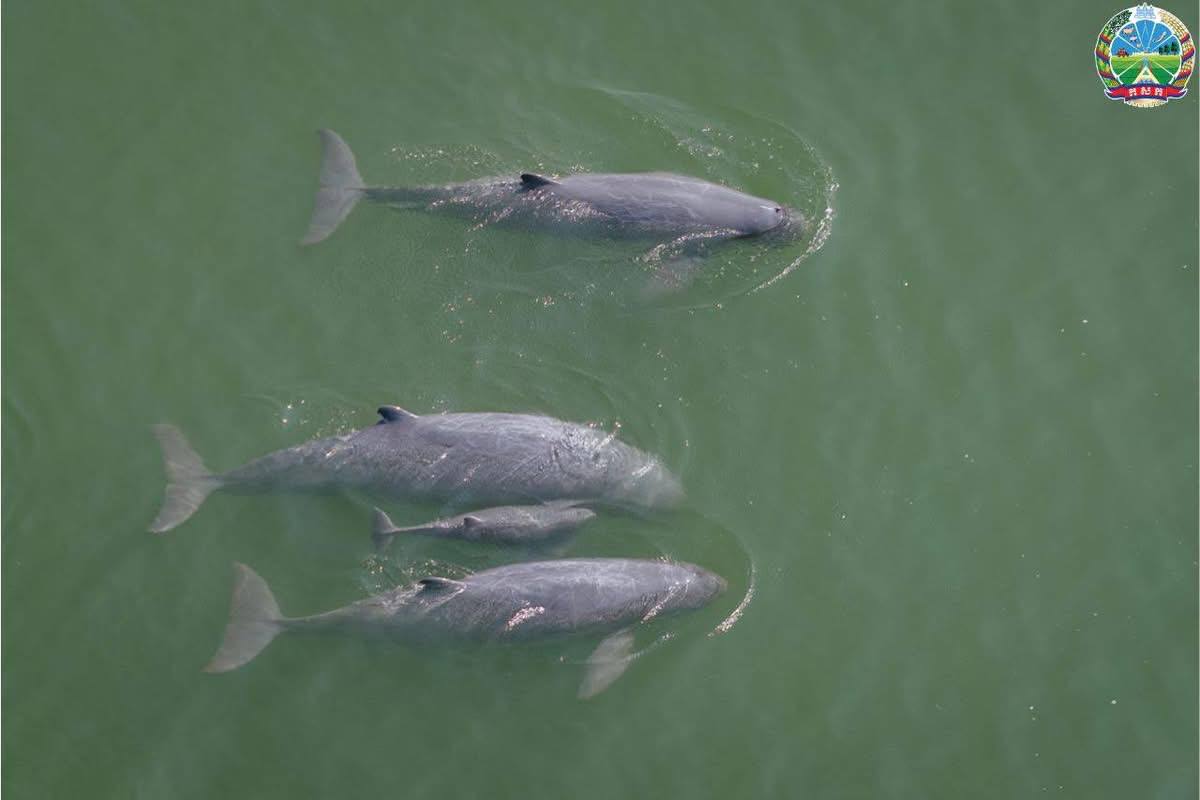 កំណើតកូនផ្សោតទន្លេមេគង្គទី៦ នាំមកនូវក្តីសង្ឃឹមសម្រាប់ការអភិរក្សនៅដើមឆ្នាំ២០២៦