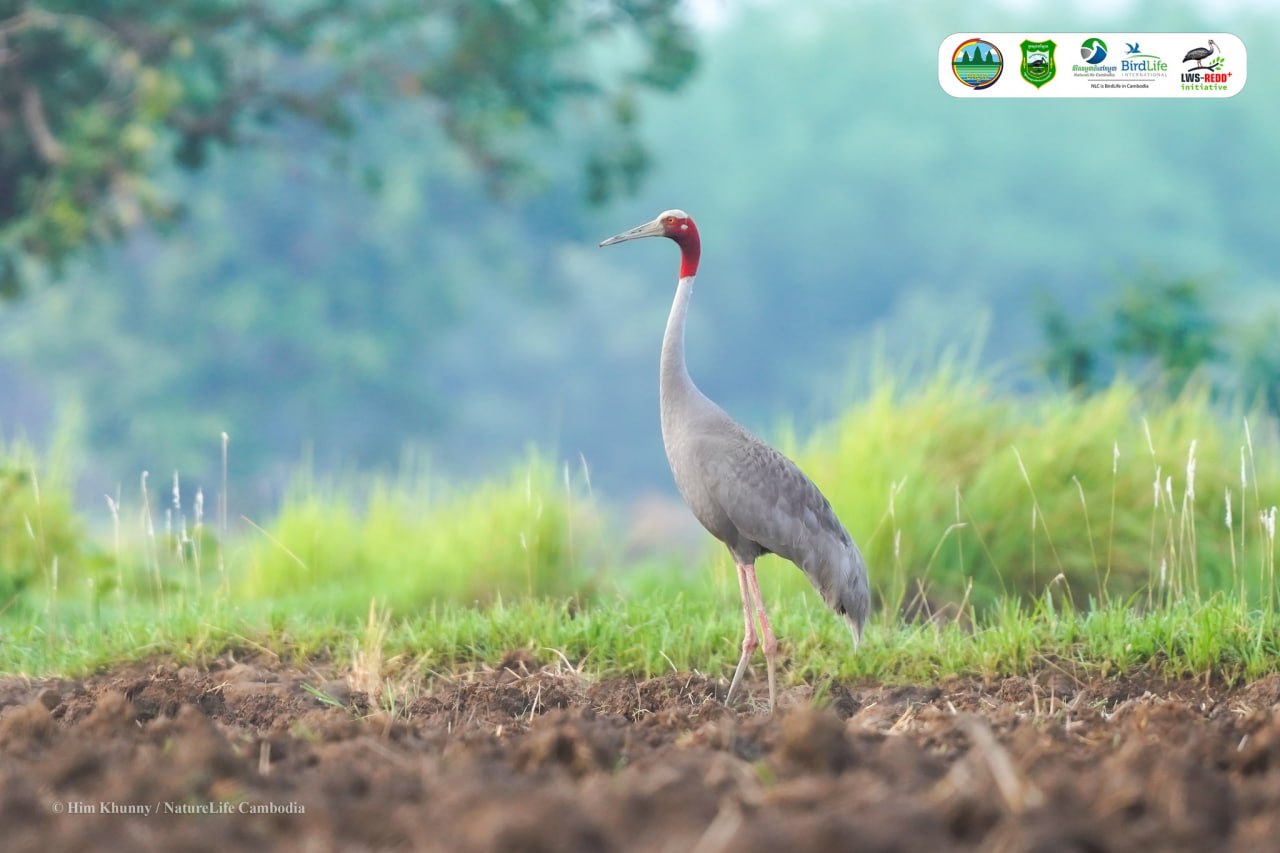 ដែនជម្រកសត្វព្រៃលំផាត់មានវត្តមានសត្វស្លាបព្រៃសរុបចំនួន ៣០៨ប្រភេទ
