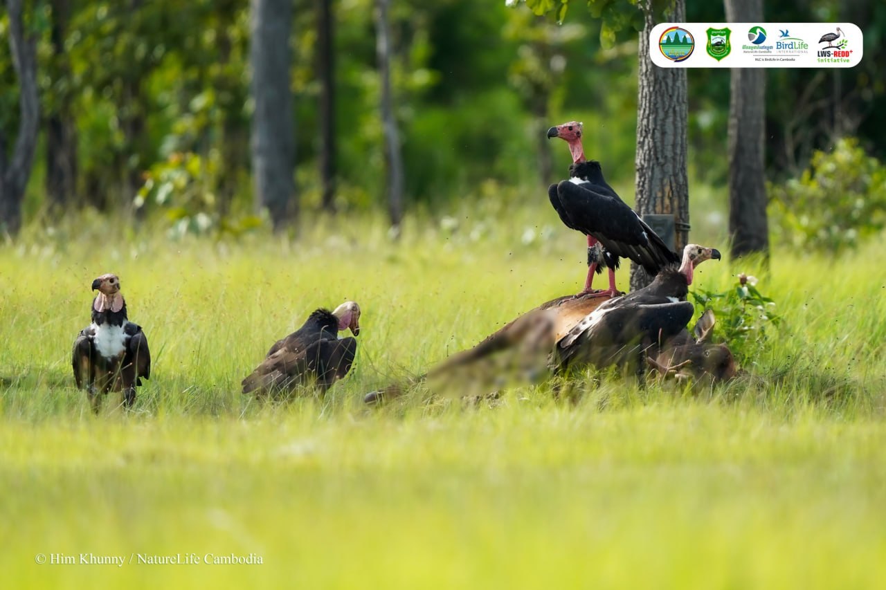 ដែនជម្រកសត្វព្រៃលំផាត់មានវត្តមានសត្វស្លាបព្រៃសរុបចំនួន ៣០៨ប្រភេទ
