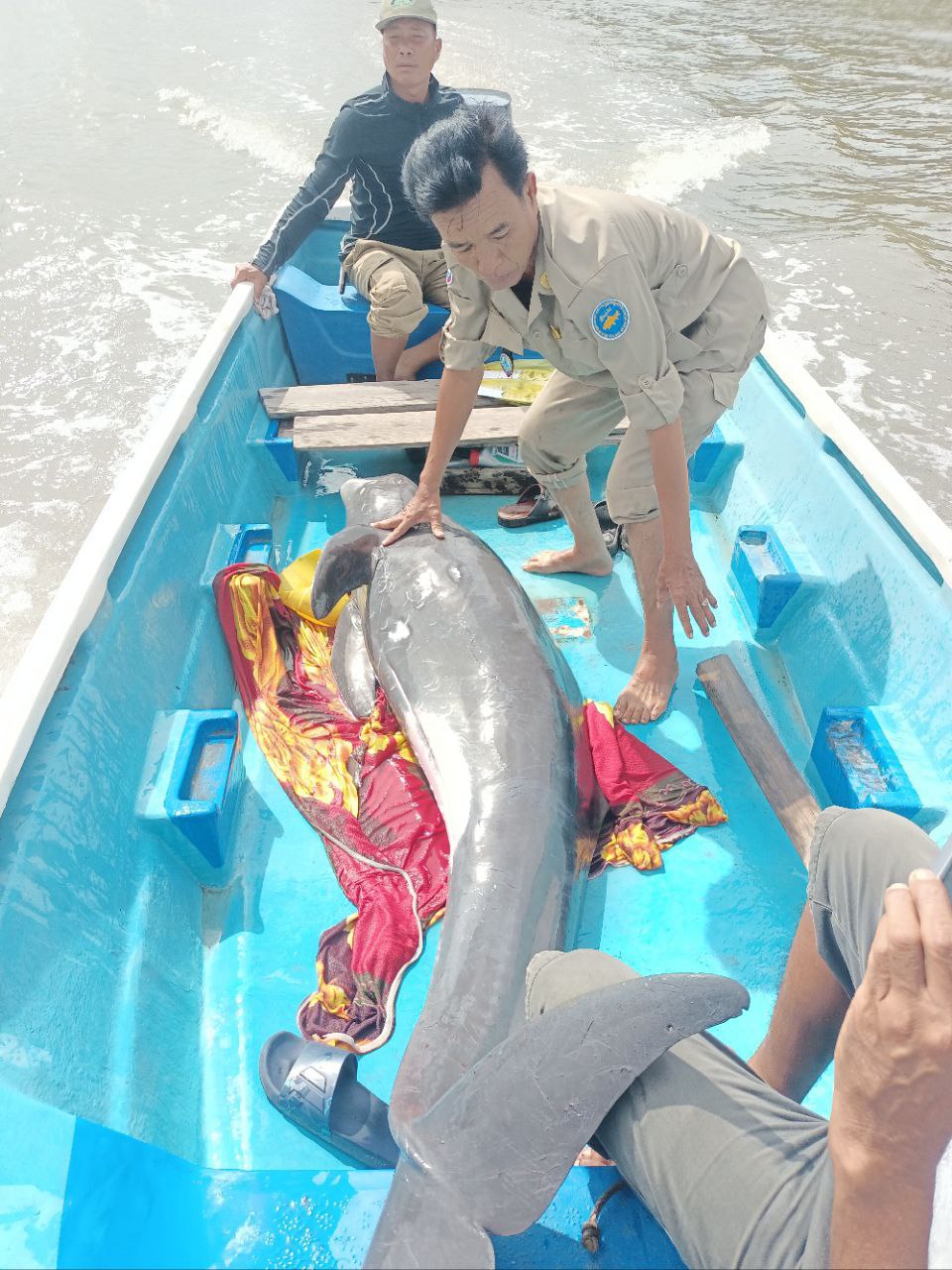 ផ្សោត១ក្បាលដែលជាប់នឹងឬសកោងកាងនៅស្រុកមណ្ឌលសីមាត្រូវបានជួយសង្គ្រោះ