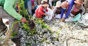 រដ្ឋបាលជលផលអំពាវនាវឱ្យពលរដ្ឋដែលមានបំណងធ្វើប្រហុក ផ្អក ត្រីឆ្អើរ ឬទឹកត្រី សូមរួសរាន់អញ្ជើញមកទិញត្រី