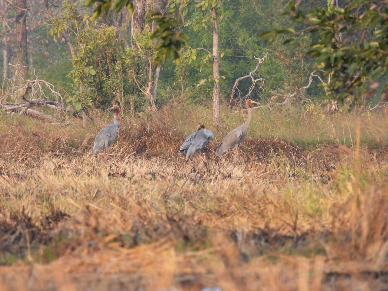 ប្រទះឃើញសត្វក្រៀល ២២ ក្បាលនៅលំផាត់