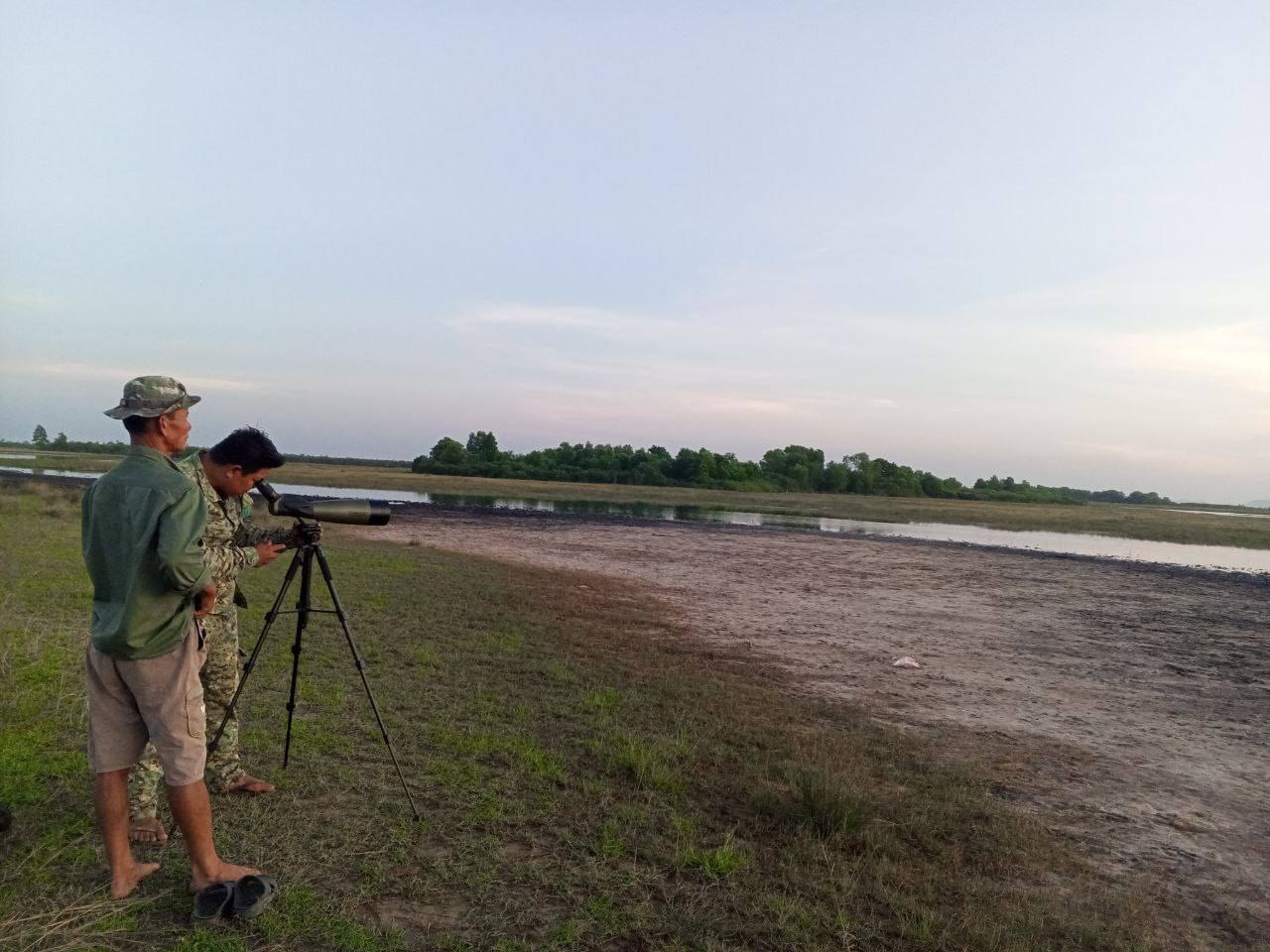 សត្វក្រៀលចំនួន ៥២ក្បាល (ជំទង់ ១២) ត្រូវបានកត់ត្រាមានវត្តមាននៅតំបន់ដីសណ្ដរមេគង្គក្រោមប្រទេសកម្ពុជា