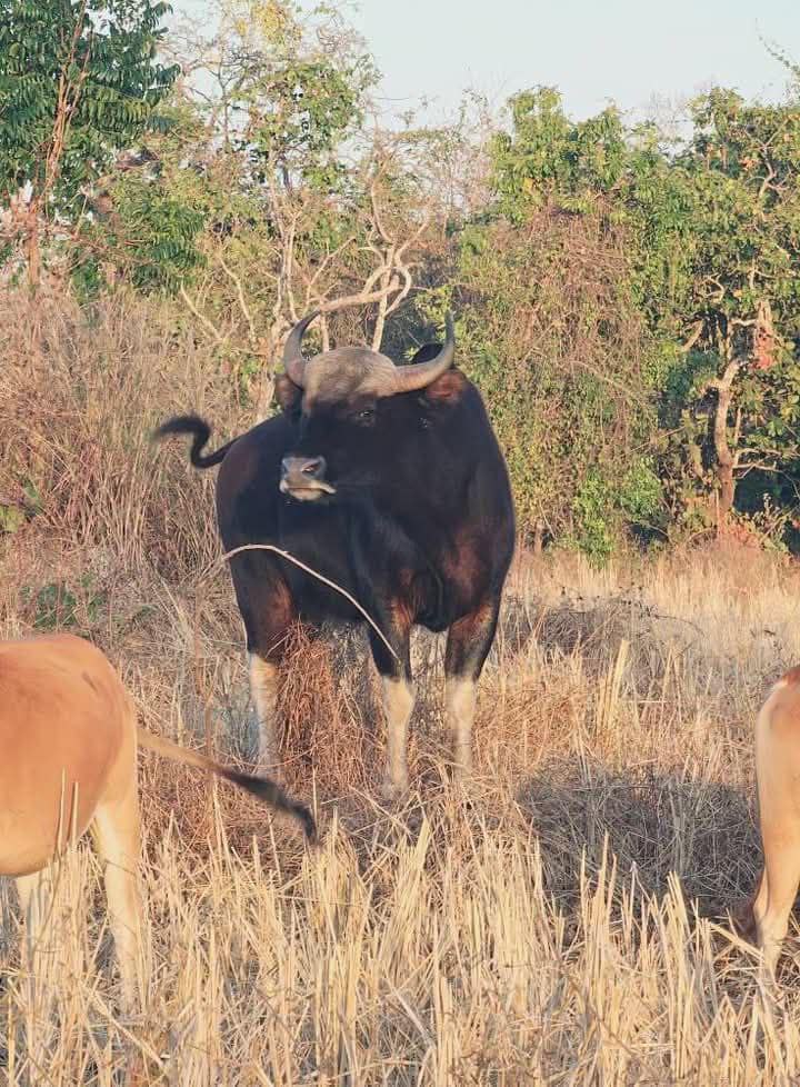 ប្រទះឃើញវត្តមានសត្វខ្ទីងមេ-កូន តែងដើរជាមួយហ្វូងគោអ្នកស្រុកក្នុងខេត្តព្រះវិហារ