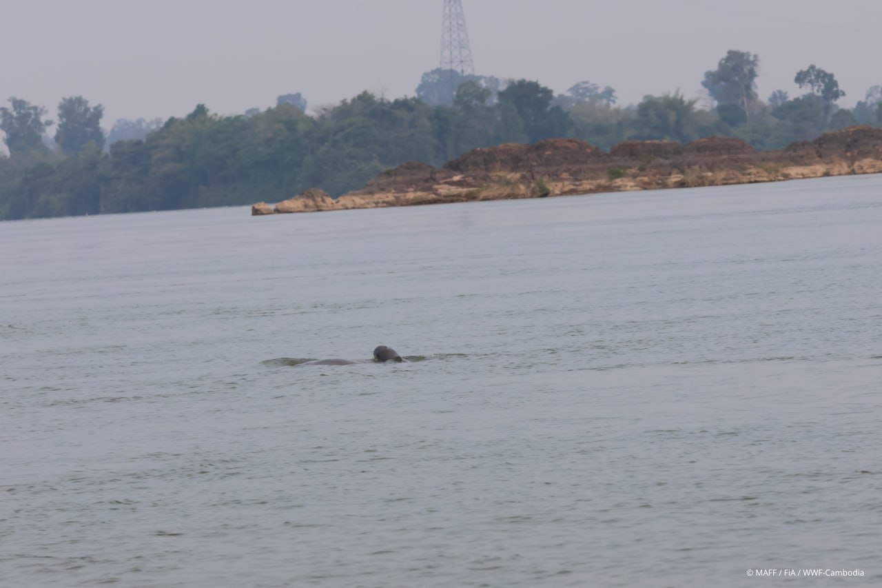 ប្រទះឃើញកូនផ្សោតកើតថ្មី១ក្បាលនៅអន្លង់ត្បូងខ្លា ខេត្តស្ទឹងត្រែង