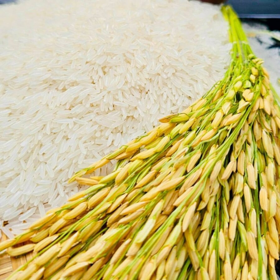 ១ខែដំបូងឆ្នាំ២០២៥ កម្ពុជារកចំណូលបានជាង៤៨លានដុល្លារ ពីការនាំចេញអង្ករ