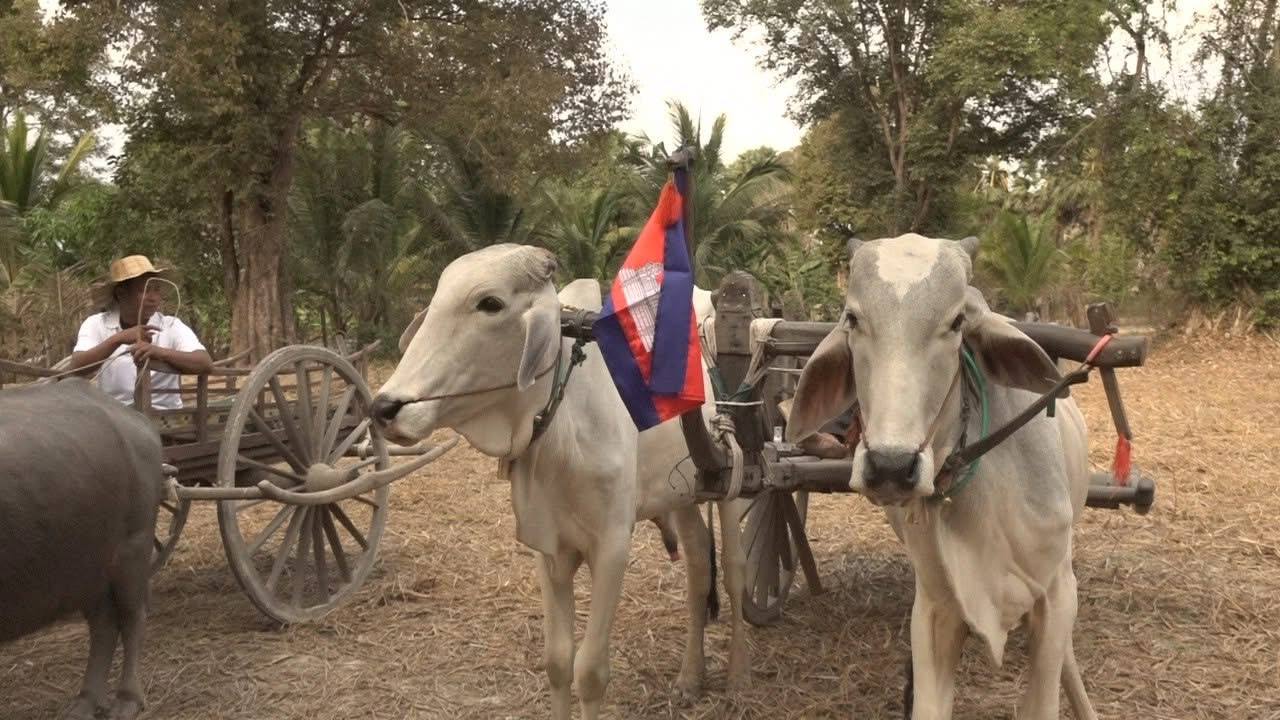 សហគមន៍រទេះគោព្រះដាក់ចាប់ផ្តើមដំណើរការឡើងវិញ បន្ទាប់ពីផ្អាកដំណើរការជាច្រើនឆ្នាំ