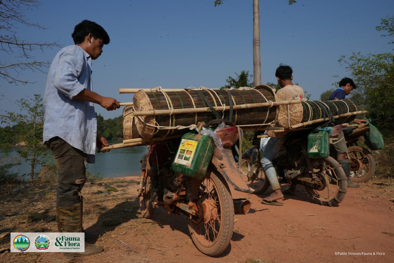 អង្គការសត្វព្រៃ លែងក្រពើភ្នំពូជសុទ្ធចំនួន ១០ ក្បាល ជាលើកដំបូង នៅតំបន់ឧទ្យានជាតិវីរៈជ័យ