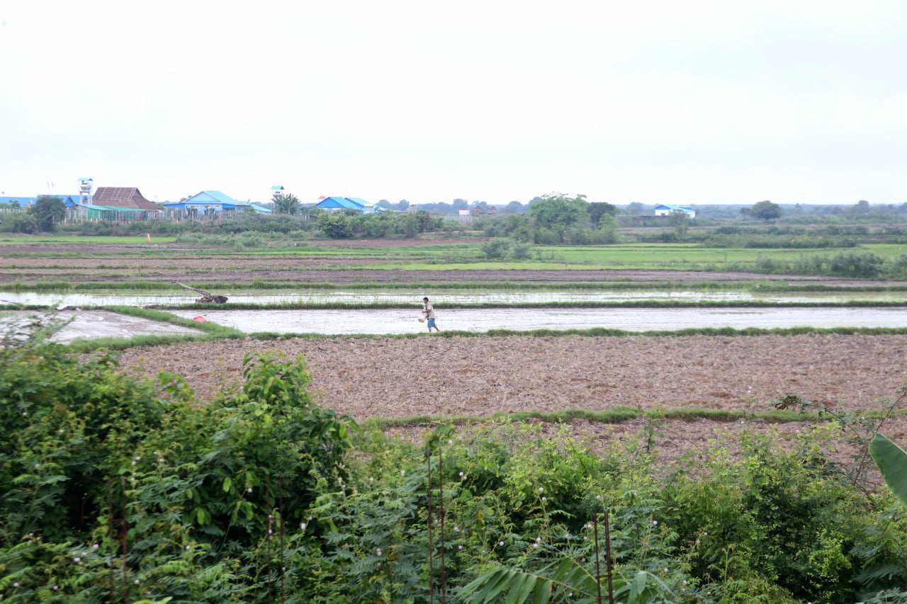 មន្ត្រីជំនាញ៖ ការបង្កបង្កើនផលស្រូវរដូវវស្សារបស់កសិករនៅខេត្តសៀមរាបឆ្នាំនេះលឿនជាងឆ្នាំមុន