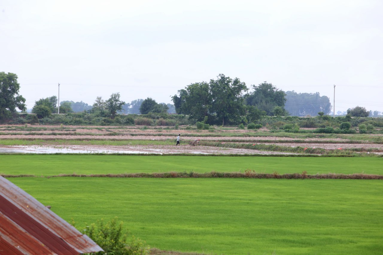 មន្ត្រីជំនាញ៖ ការបង្កបង្កើនផលស្រូវរដូវវស្សារបស់កសិករនៅខេត្តសៀមរាបឆ្នាំនេះលឿនជាងឆ្នាំមុន
